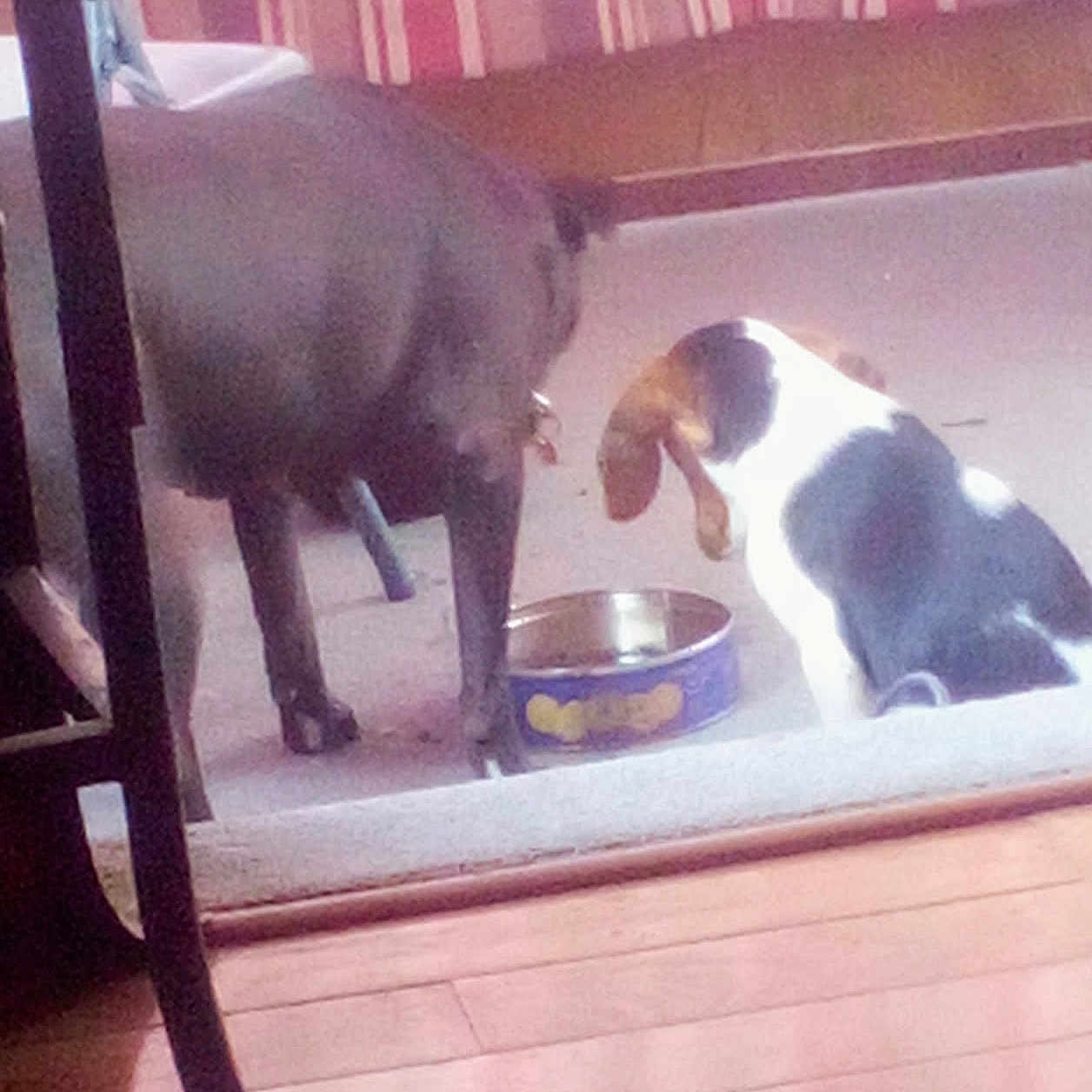 Gus N Remy
