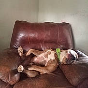 Dog joined the competition — help win amazing prizes! animal, brown_leather_chair, canine, casual, collar, comfortable, dog, domestic, furniture, household, indoor, large_chair, leather, mammal, paw, pet, relaxed, resting, sleeping, wall