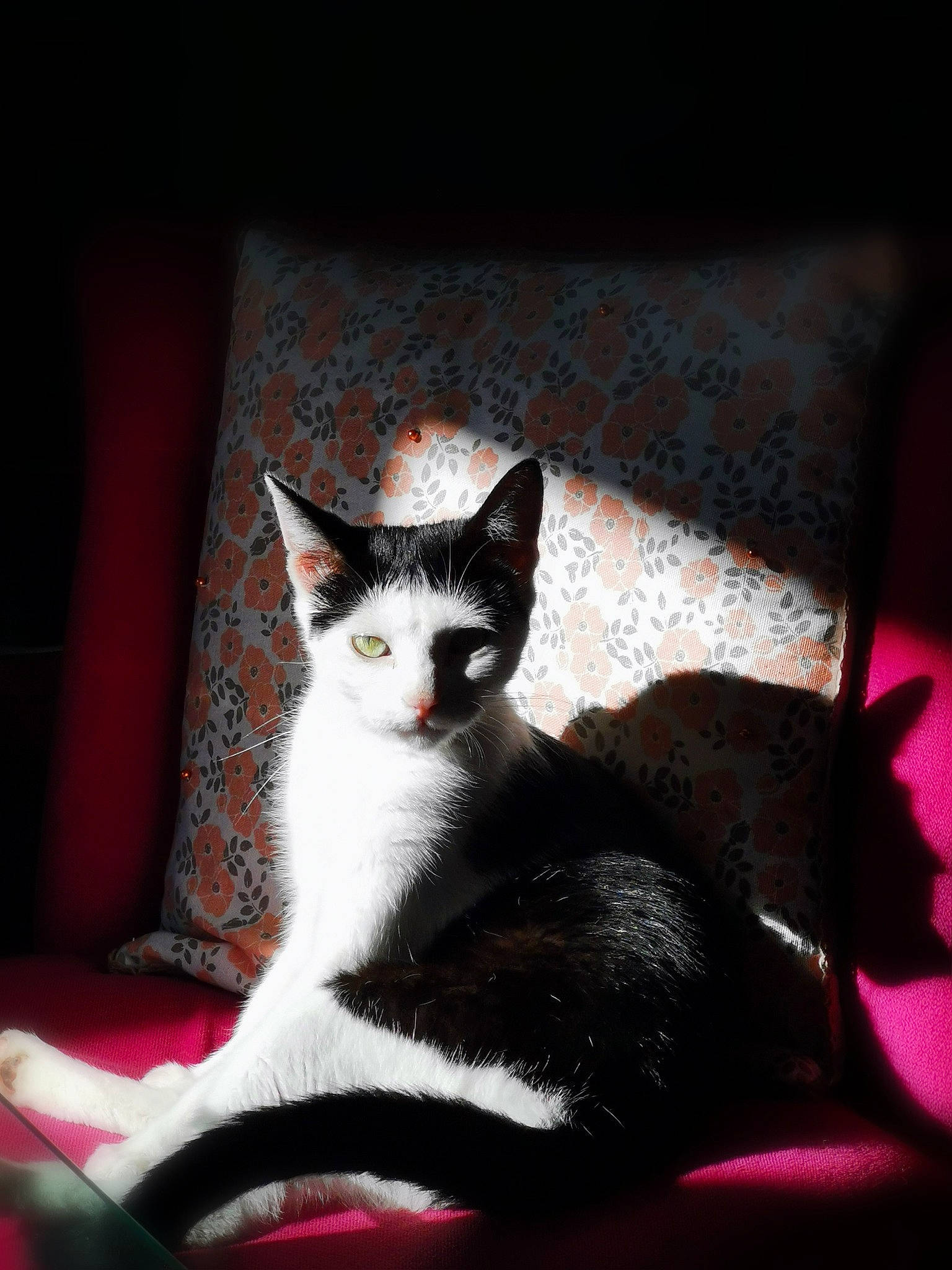 Punch participe au concours pour gagner de l'argent avec cette photo : carnivore, cat, comfort, couch, darkness, domestic_short_haired_cat, eye, felidae, fur, magenta, paw, picture_frame, plant, sitting, small_to_medium_sized_cats, snout, tail, tree, whiskers, window