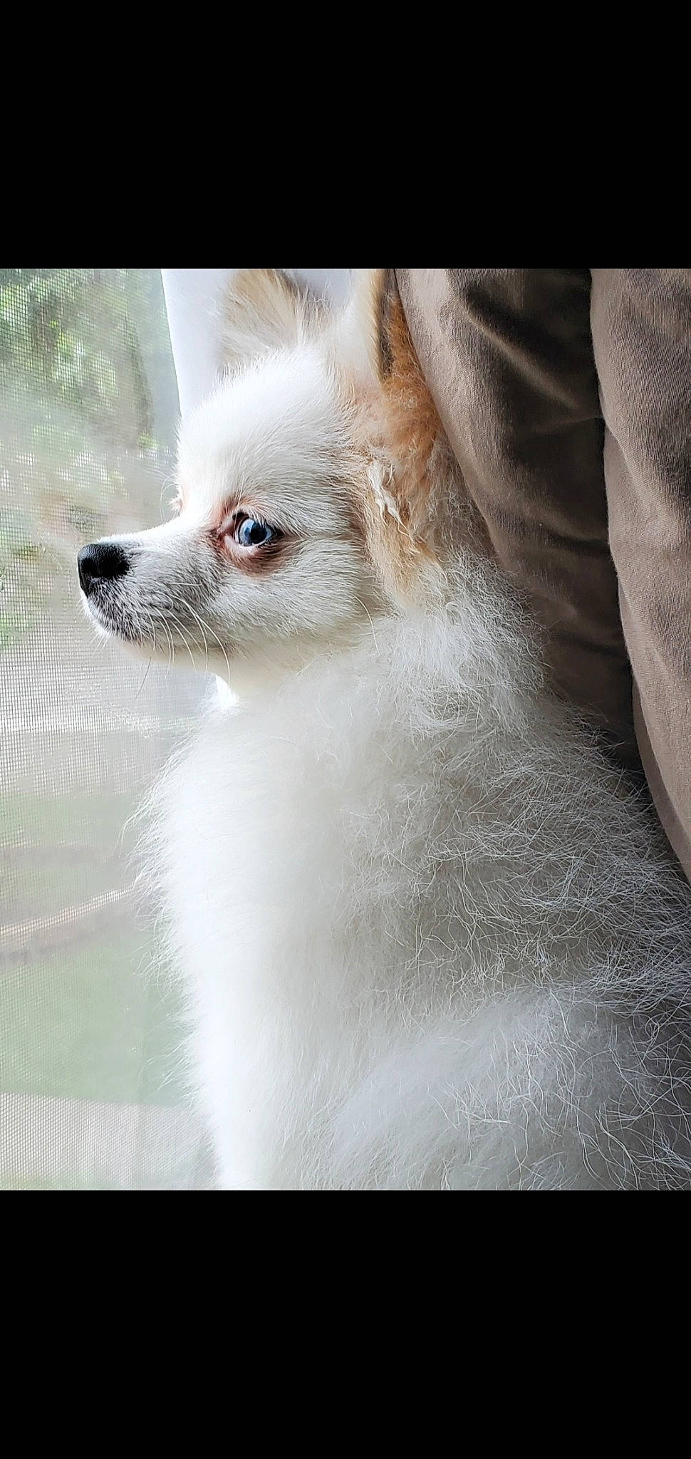 Aries joined the competition — help win amazing prizes! american_eskimo_dog, canadian_eskimo_dog, canidae, carnivore, companion_dog, dog, dog_breed, german_spitz, german_spitz_mittel, indian_spitz, japanese_spitz, kintamani, mammal, non_sporting_group, pomeranian, rare_breed_dog, samoyed, spitz, vertebrate, volpino_italiano