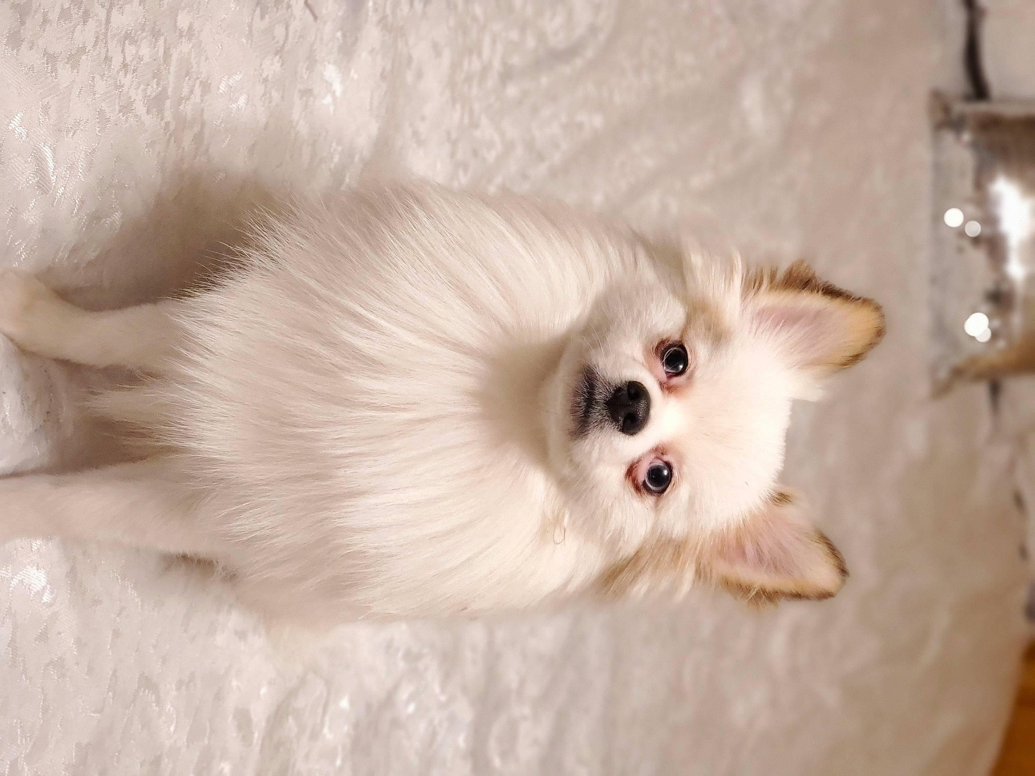 Aries is registered to the contest to win money with this photo: american_eskimo_dog, canidae, carnivore, companion_dog, dog, dog_breed, fawn, japanese_spitz, mammal, non_sporting_group, pomeranian, puppy, rare_breed_dog, skin, spitz, toy_dog, volpino_italiano, whiskers