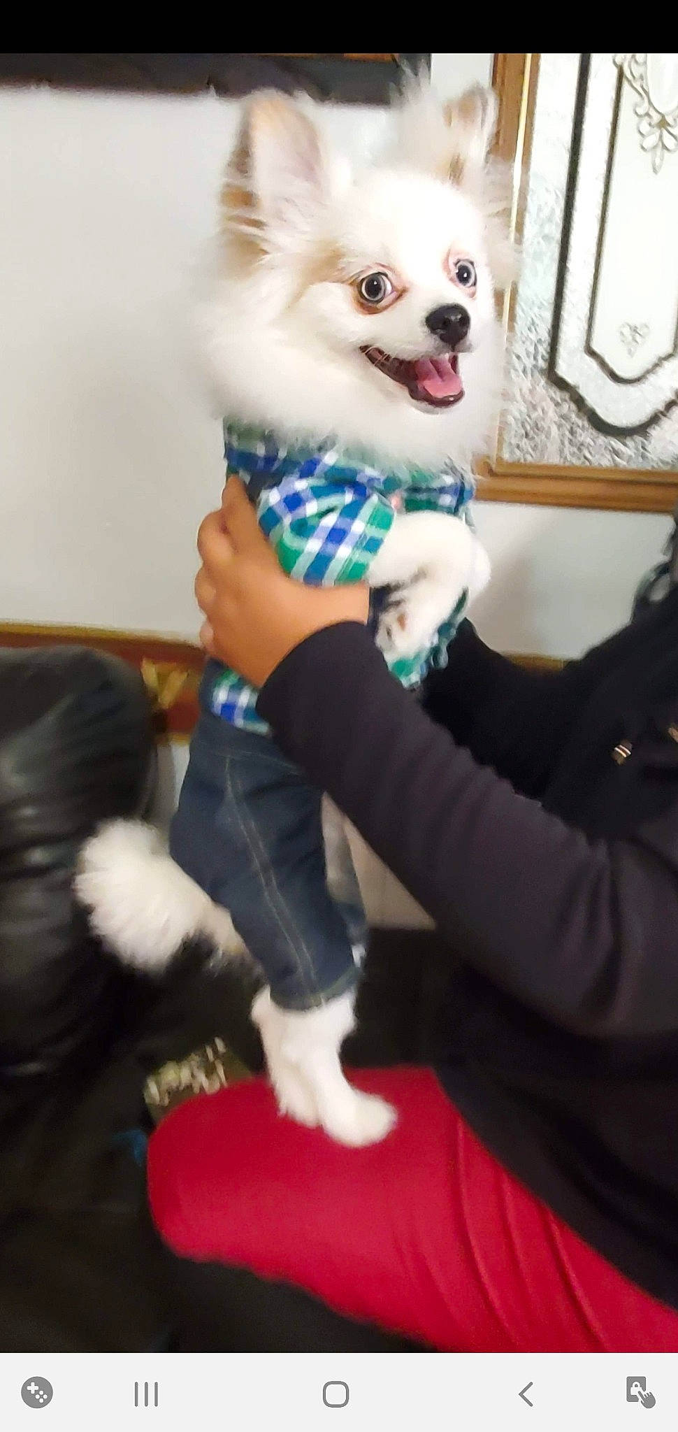 Yingandyang joined the competition — help win amazing prizes! canidae, carnivore, companion_dog, dog, dog_breed, dog_clothes, fur, german_spitz, german_spitz_mittel, japanese_spitz, mammal, non_sporting_group, pomeranian, snout, spitz, volpino_italiano