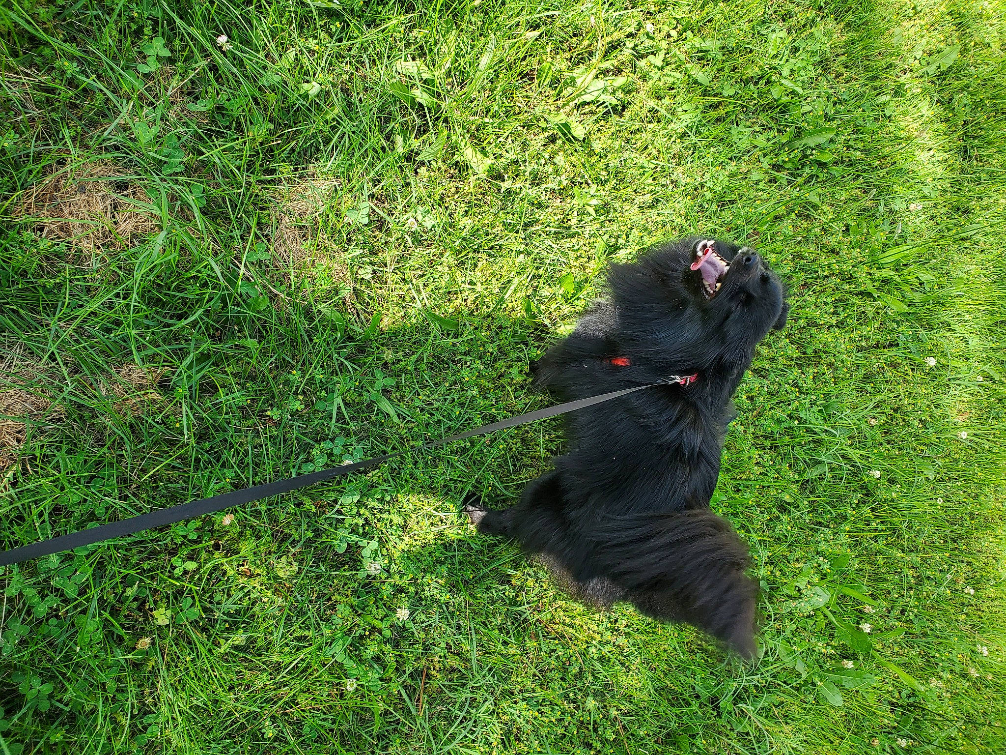 Yingandyang joined the competition — help win amazing prizes! canidae, grass, guard_dog, plant, shrub, sporting_group