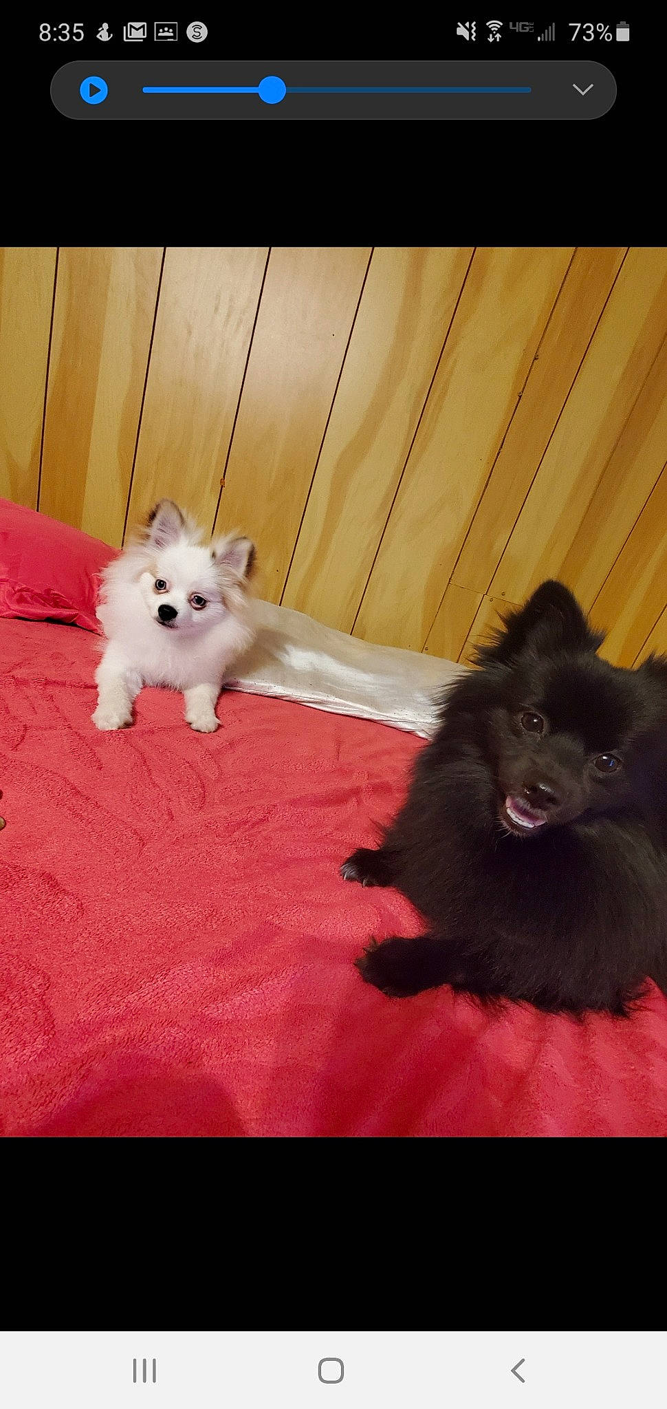 Yingandyang is registered to the contest to win money with this photo: canidae, carnivore, companion_dog, dog, dog_breed, fawn, german_spitz, german_spitz_klein, german_spitz_mittel, indian_spitz, japanese_spitz, mammal, non_sporting_group, pomeranian, puppy, skin, spitz, toy_dog, vertebrate, volpino_italiano