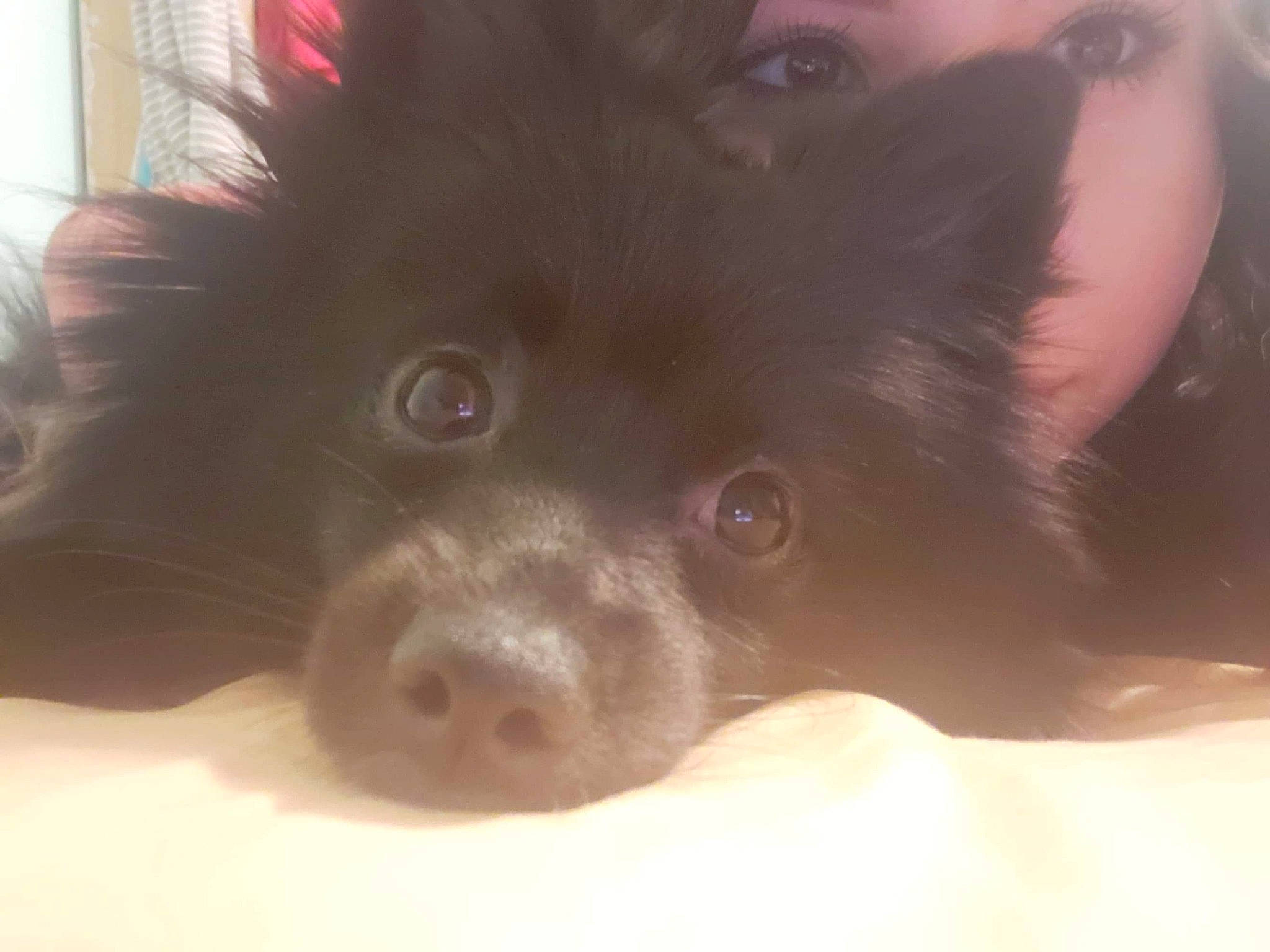 Bella joined the competition — help win amazing prizes! canidae, carnivore, companion_dog, dog, dog_breed, ear, fur, german_spitz, german_spitz_mittel, mammal, non_sporting_group, nose, pomeranian, puppy, schipperke, snout, spitz, toy_dog, vertebrate