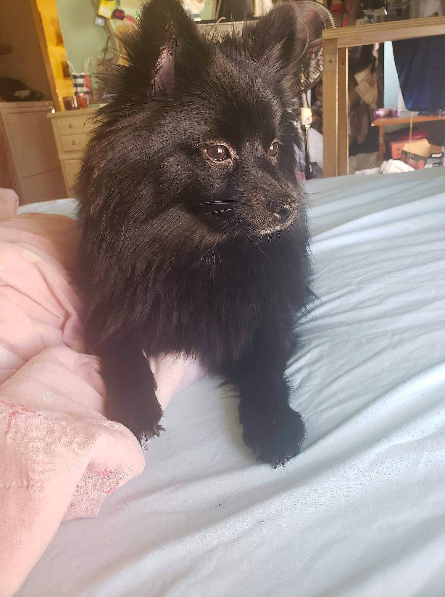 Bella is registered to the contest to win money with this photo: canidae, carnivore, companion_dog, dog, dog_breed, german_spitz, german_spitz_mittel, mammal, non_sporting_group, pomeranian, puppy, schipperke, snout, spitz, swedish_lapphund, toy_dog, vertebrate