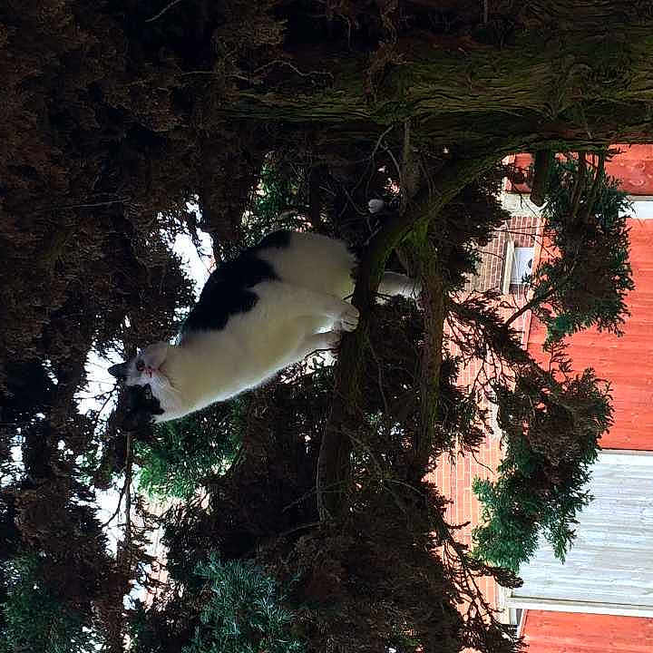 Elvis