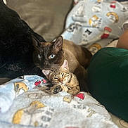 Sesamore Seed Lll is registered to the contest to win money with this photo: animal_pair, blanket, blue_eyes, cat, close_up, comfort, couch, cozy, domestic_animal, feline, fur, indoor, kitten, patterned_blanket, pet, pillow, relaxed, resting, sleepy, snuggling