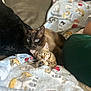 animal_pair, blanket, blue_eyes, cat, close_up, comfort, couch, cozy, domestic_animal, feline, fur, indoor, kitten, patterned_blanket, pet, pillow, relaxed, resting, sleepy, snuggling
