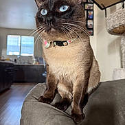 Sesamore Seed Lll is registered to the contest to win money with this photo: cat, siamese_cat, blue_eyes, collar, bow_tie, pet, feline, indoor, couch, armrest, cat_tree, furniture, living_room, window, natural_light, whiskers, close_up, curious, sitting, household