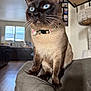 cat, siamese_cat, blue_eyes, collar, bow_tie, pet, feline, indoor, couch, armrest, cat_tree, furniture, living_room, window, natural_light, whiskers, close_up, curious, sitting, household