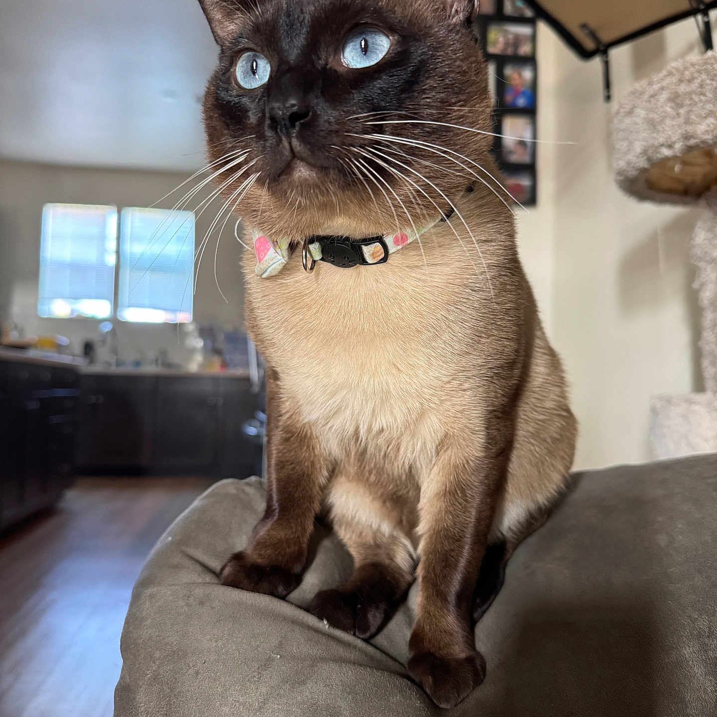 Sesamore Seed Lll is registered to the contest to win money with this photo: armrest, blue_eyes, bow_tie, cat, cat_tree, close_up, collar, couch, curious, feline, furniture, household, indoor, living_room, natural_light, pet, siamese_cat, sitting, whiskers, window