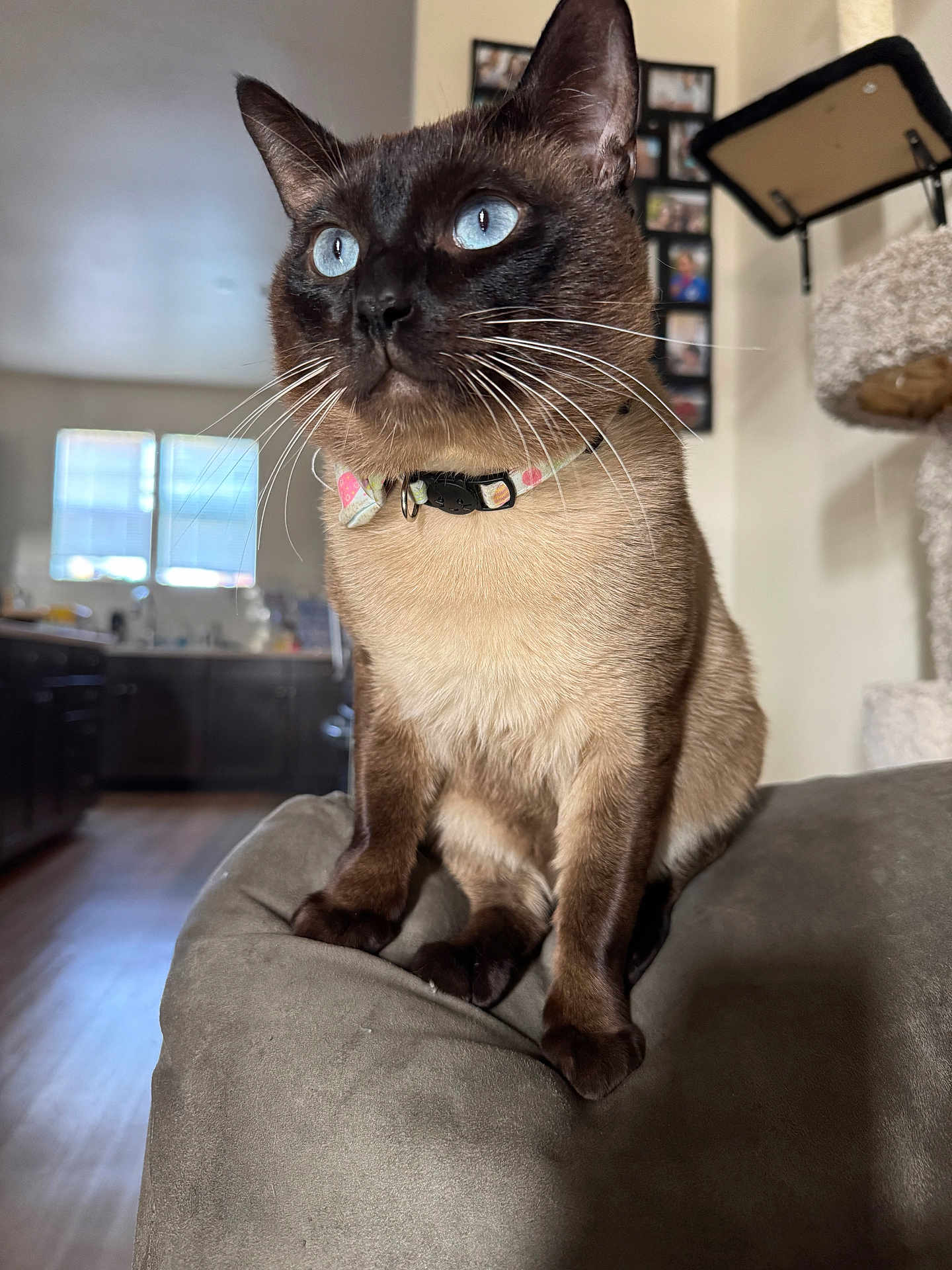 Sesamore Seed Lll is registered to the contest to win money with this photo: cat, siamese_cat, blue_eyes, collar, bow_tie, pet, feline, indoor, couch, armrest, cat_tree, furniture, living_room, window, natural_light, whiskers, close_up, curious, sitting, household