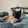 Sesamore Seed Lll is registered to the contest to win money with this photo: animal, bedroom, blanket, blue_eyes, blurred_background, cat, closeup, cozy, cute, domestic_animal, feline, fur, indoor, pet, portrait, relaxed, resting, siamese_cat, soft_texture, whiskers