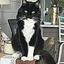 Sammie is registered to the contest to win money with this photo: black_and_white, candle, cat, chair, decor, domestic_animal, eyes, feline, flowers, furniture, home, interior, lamp, pets, sitting, table, tail, vase, whiskers, wooden