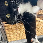 Sammie joined the competition — help win amazing prizes! animal, basket, black_and_white, cat, claws, close_up, curious, face, feline, fur, home, indoor, nose, paw, pet, relaxed, stretching, whiskers, woven, yellow_eyes