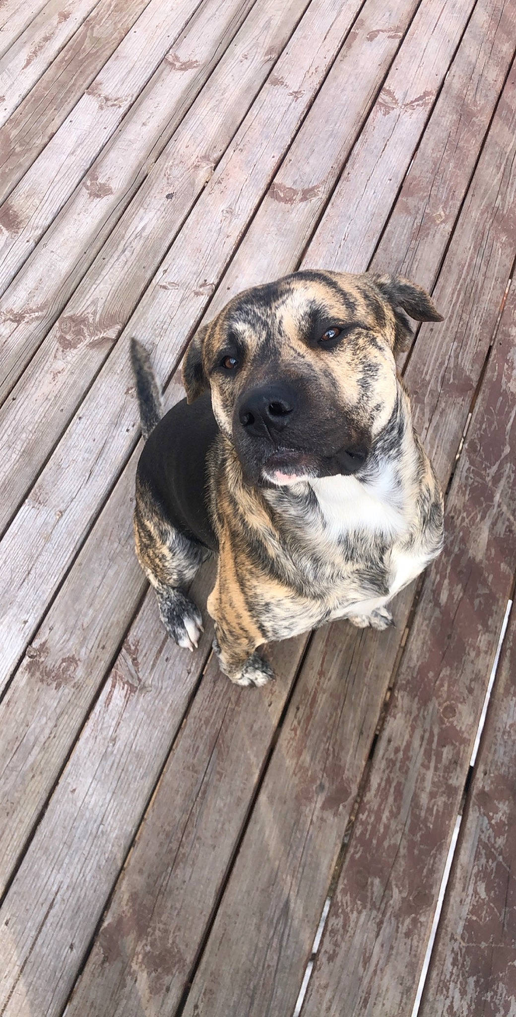 Boomer is registered to the contest to win money with this photo: american_pit_bull_terrier, black_mouth_cur, boerboel, canidae, carnivore, catahoula_bulldog, cimarron_uruguayo, dog, dog_breed, fawn, fila_brasileiro, mammal, mountain_cur, perro_de_presa_canario, rafeiro_do_alentejo, rare_breed_dog, snout, sporting_group, treeing_tennessee_brindle, vertebrate