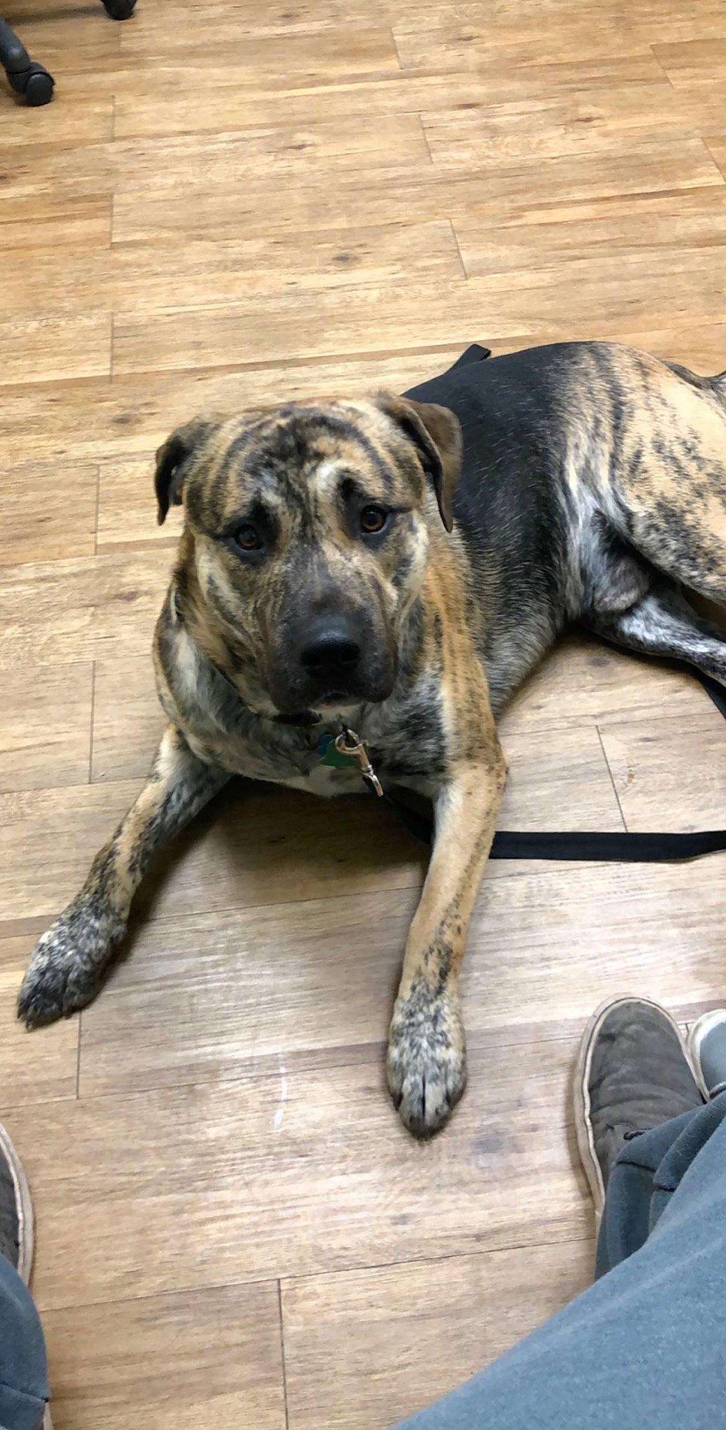 Boomer joined the competition — help win amazing prizes! alano_espanol, alaunt, canidae, carnivore, catahoula_bulldog, cimarron_uruguayo, dog, dog_breed, dogo_sardesco, fawn, guard_dog, mammal, molosser, mountain_cur, non_sporting_group, perro_de_presa_canario, perro_de_presa_mallorquin, snout, treeing_tennessee_brindle, vertebrate