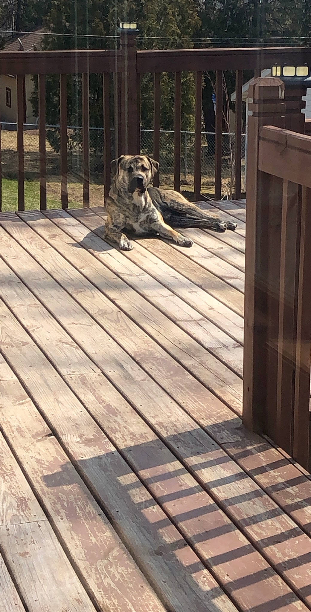 Boomer joined the competition — help win amazing prizes! canidae, carnivore, companion_dog, deck, fawn, floor, outdoor_structure, porch, sporting_group, tree, wood