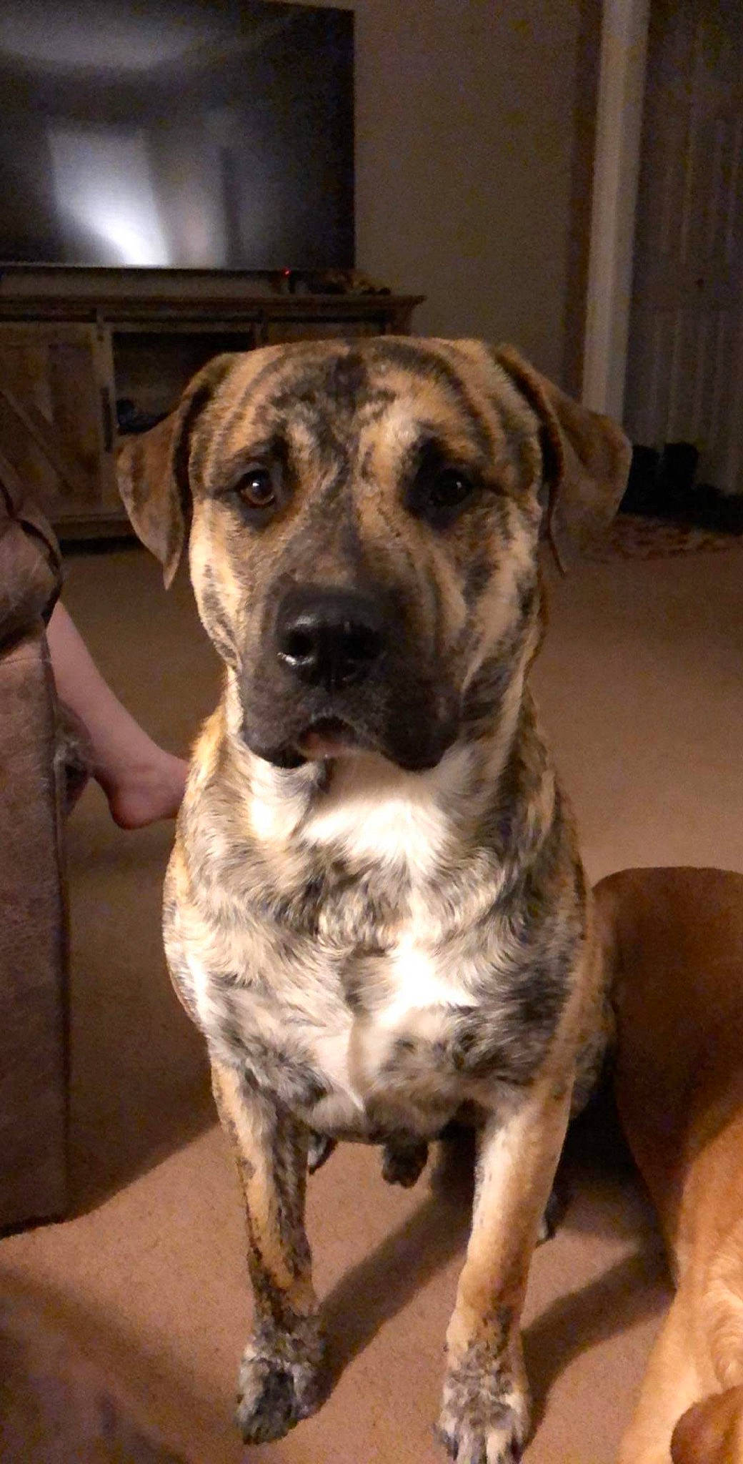 Boomer joined the competition — help win amazing prizes! alaunt, black_mouth_cur, canidae, carnivore, catahoula_bulldog, cimarron_uruguayo, dog, dog_breed, fawn, fila_brasileiro, mammal, mountain_cur, perro_de_presa_canario, perro_de_presa_mallorquin, rafeiro_do_alentejo, rare_breed_dog, snout, sporting_group, treeing_tennessee_brindle, vertebrate