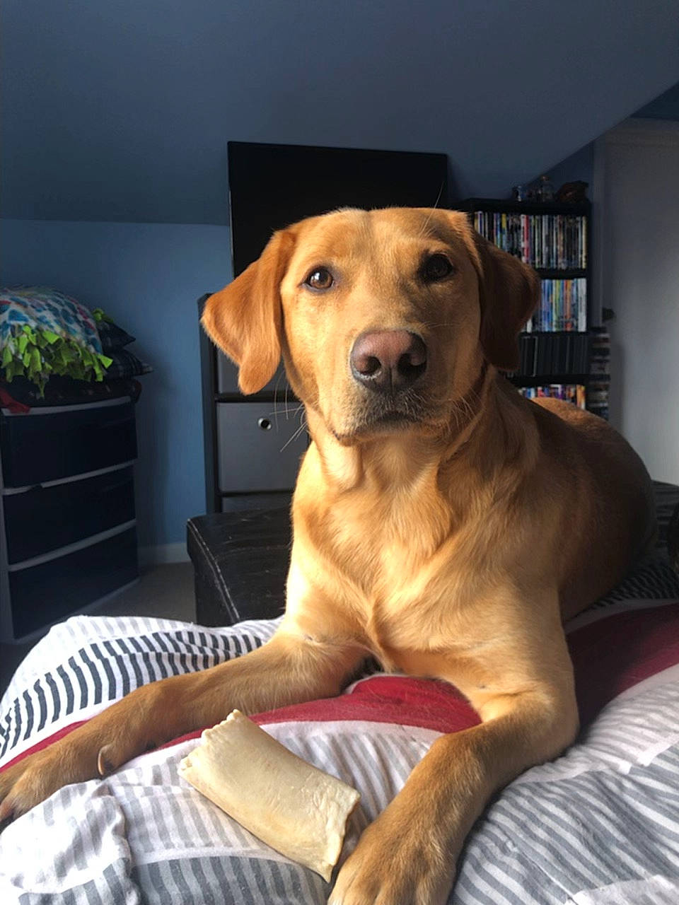 Four is registered to the contest to win money with this photo: beagador, black_mouth_cur, broholmer, canidae, carnivore, companion_dog, dog, dog_breed, fawn, furniture, guard_dog, labrador_retriever, mammal, mountain_cur, retriever, rhodesian_ridgeback, snout, sporting_group, vertebrate