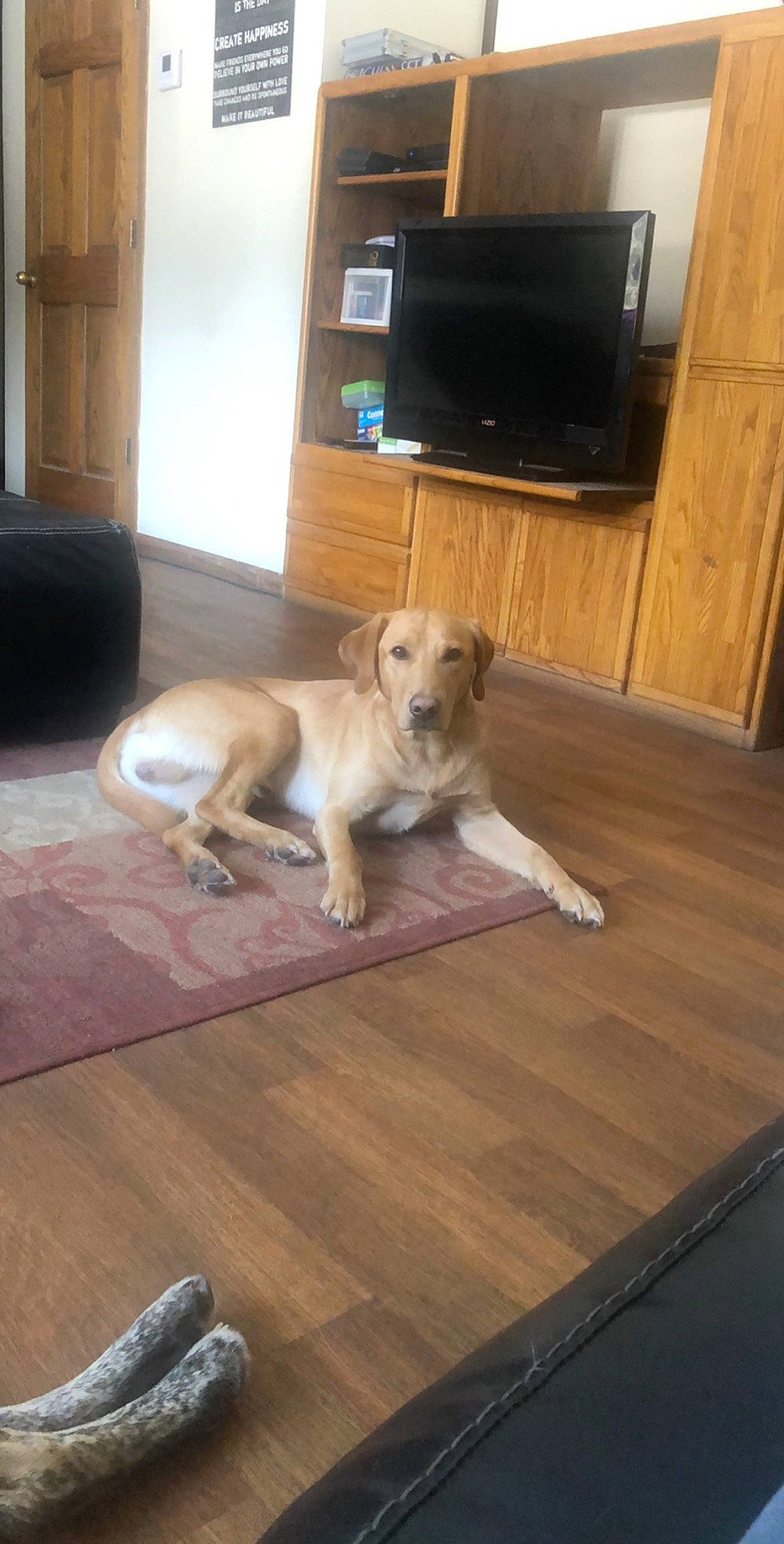 Four joined the competition — help win amazing prizes! canidae, carnivore, companion_dog, dog, dog_breed, fawn, floor, flooring, hardwood, laminate_flooring, mammal, pug, puppy, room, sporting_group, wood, wood_flooring