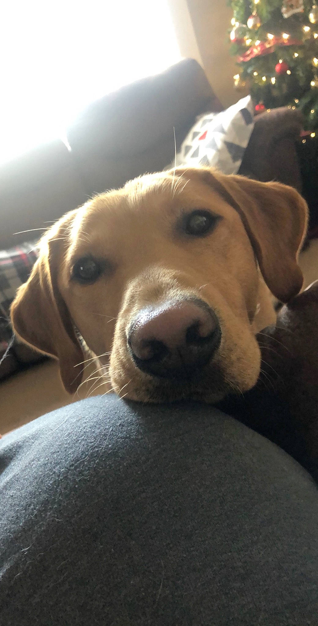 Four is registered to the contest to win money with this photo: beagador, blue_lacy, canidae, carnivore, dog, dog_breed, ear, fawn, labrador_retriever, mammal, pointing_breed, retriever, snout, sporting_group, vertebrate, weimaraner