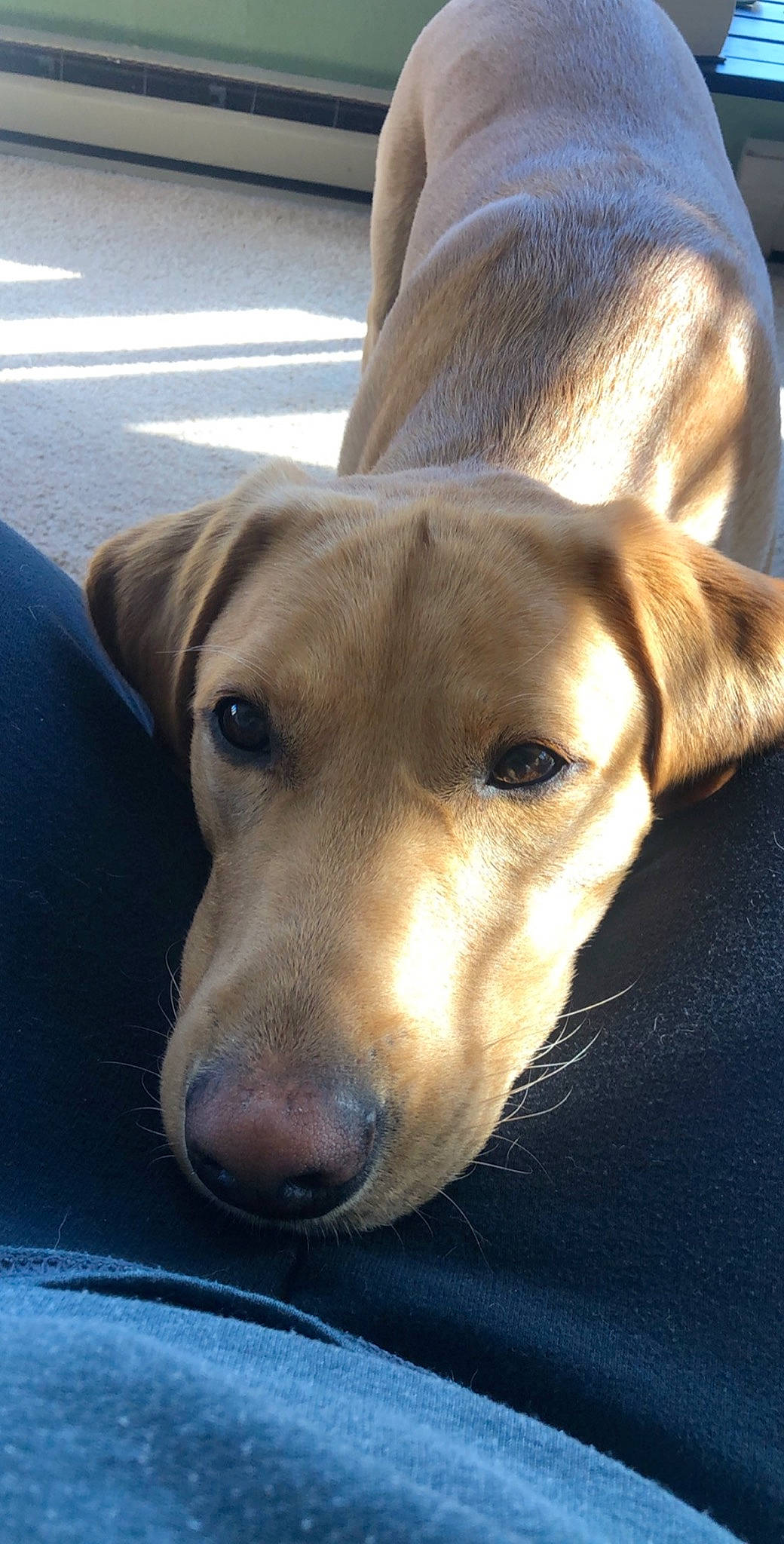 Four is registered to the contest to win money with this photo: beagador, broholmer, canidae, carnivore, dog, dog_breed, ear, fawn, labrador_retriever, mammal, mountain_cur, nose, potcake_dog, retriever, rhodesian_ridgeback, snout, sporting_group, street_dog, vertebrate, whiskers