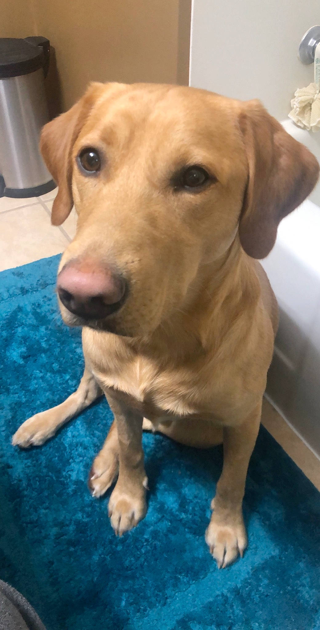 Four is registered to the contest to win money with this photo: beagador, broholmer, canidae, carnivore, companion_dog, dog, dog_breed, fawn, labrador_retriever, mammal, mountain_cur, potcake_dog, rare_breed_dog, retriever, rhodesian_ridgeback, snout, sporting_group, vertebrate, vizsla, whiskers