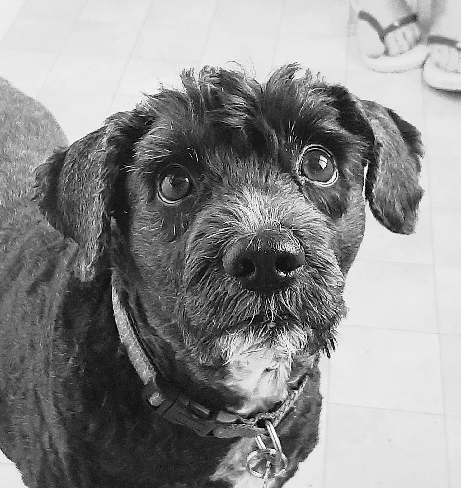 Ficelle participe au concours pour gagner de l'argent avec cette photo : canidae, carnivore, companion_dog, cup, dog, dog_breed, dog_collar, fur, hunting_dog, liver, monochrome, monochrome_photography, saucer, serveware, snout, sporting_group, stichelhaar, tableware, whiskers, working_animal