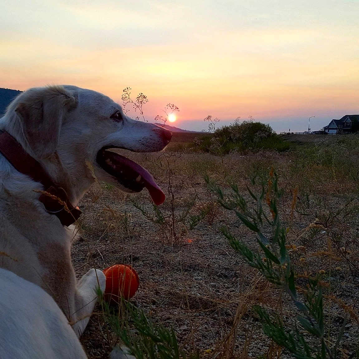 Cobey is registered to the contest to win money with this photo: canidae, carnivore, dog, dog_breed, field_trial, hunting_dog, labrador_retriever, pointer, pointing_breed, retriever, sporting_group, vertebrate