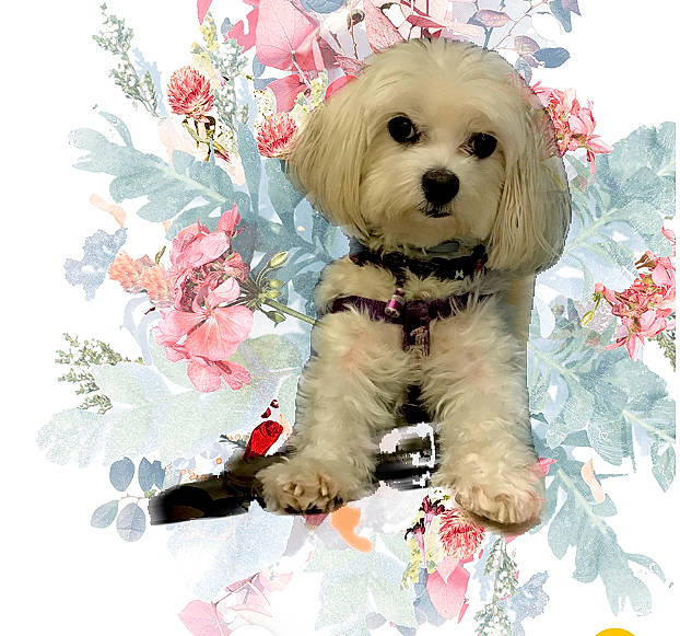 Gipsy a rejoint le concours — aidez-le/la à gagner de superbes lots ! art, carnivore, companion_dog, creative_arts, dog, dog_breed, dog_clothes, dog_supply, flower, font, happy, paint, pattern, petal, pink, plant, puppy_love, sporting_group, toy, toy_dog