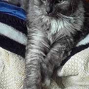 VIRUS participe au concours pour gagner de l'argent avec cette photo : asian_semi_longhair, british_semi_longhair, carnivoran, cat, cat_like_mammal, domestic_long_haired_cat, domestic_short_haired_cat, european_shorthair, fur, kitten, maine_coon, mammal, nebelung, norwegian_forest_cat, persian, small_to_medium_sized_cats, snout, whiskers
