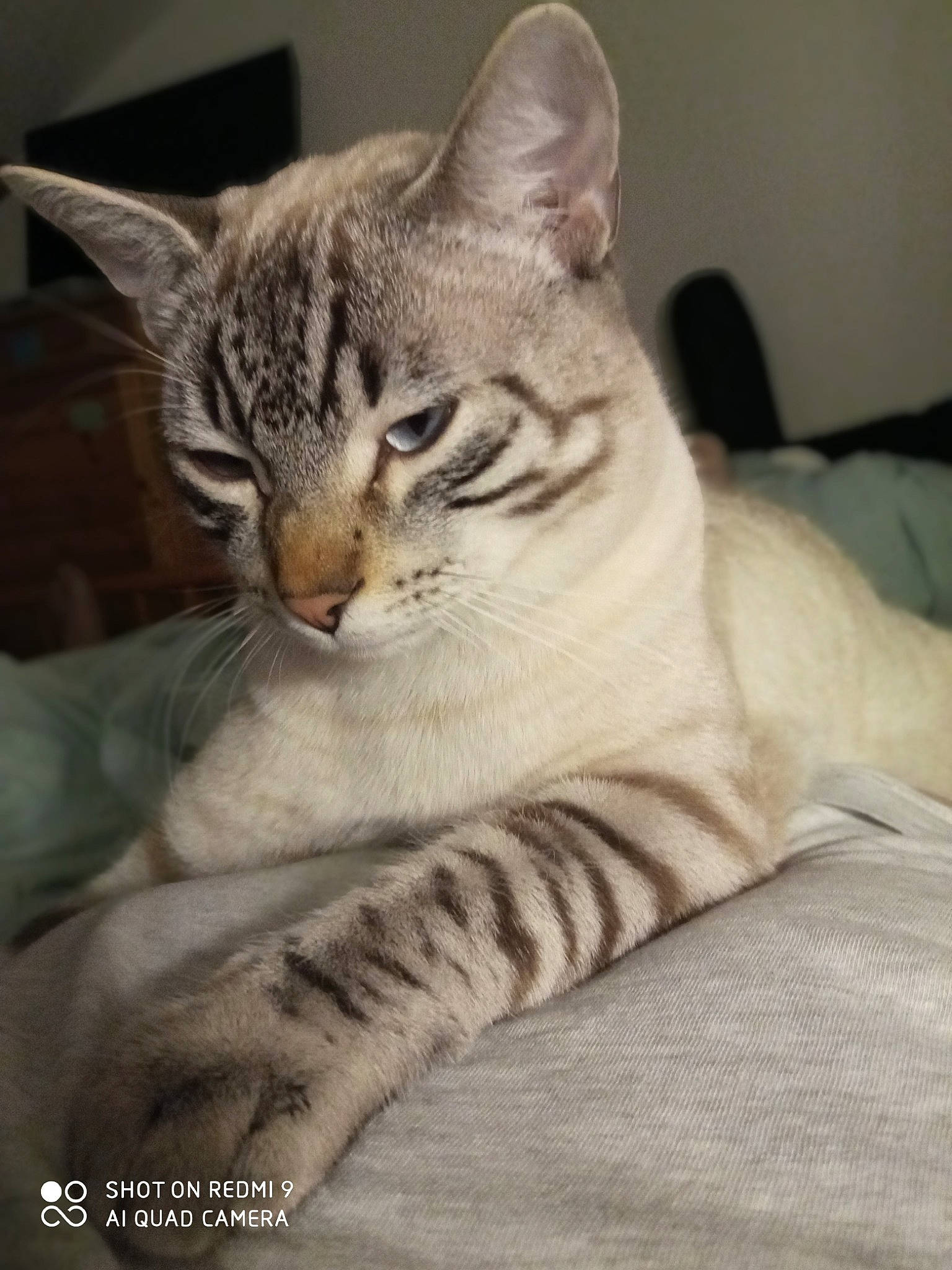 Kiko participe au concours pour gagner de l'argent avec cette photo : art, carnivore, cat, claw, comfort, domestic_short_haired_cat, eye, felidae, fur, paw, sitting, small_to_medium_sized_cats, snout, tail, terrestrial_animal, whiskers, wildlife, window