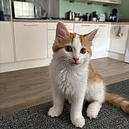 Clementine is registered to the contest to win money with this photo: kitten, cat, orange_and_white, fluffy, pet, indoor, kitchen, curious, whiskers, fur, sitting, floor, cabinets, appliances, countertop, domestic, young, cute, animal, feline