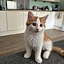 kitten, cat, orange_and_white, fluffy, pet, indoor, kitchen, curious, whiskers, fur, sitting, floor, cabinets, appliances, countertop, domestic, young, cute, animal, feline