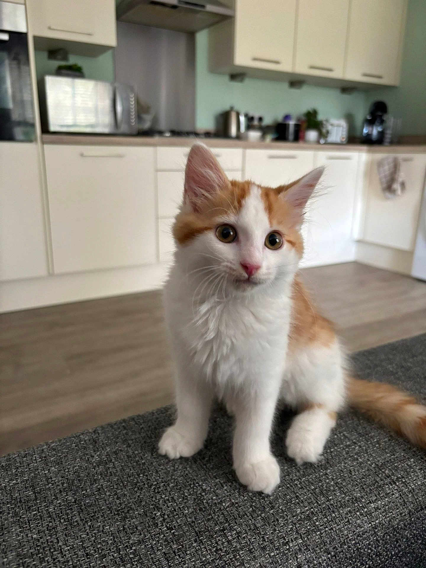 Clementine