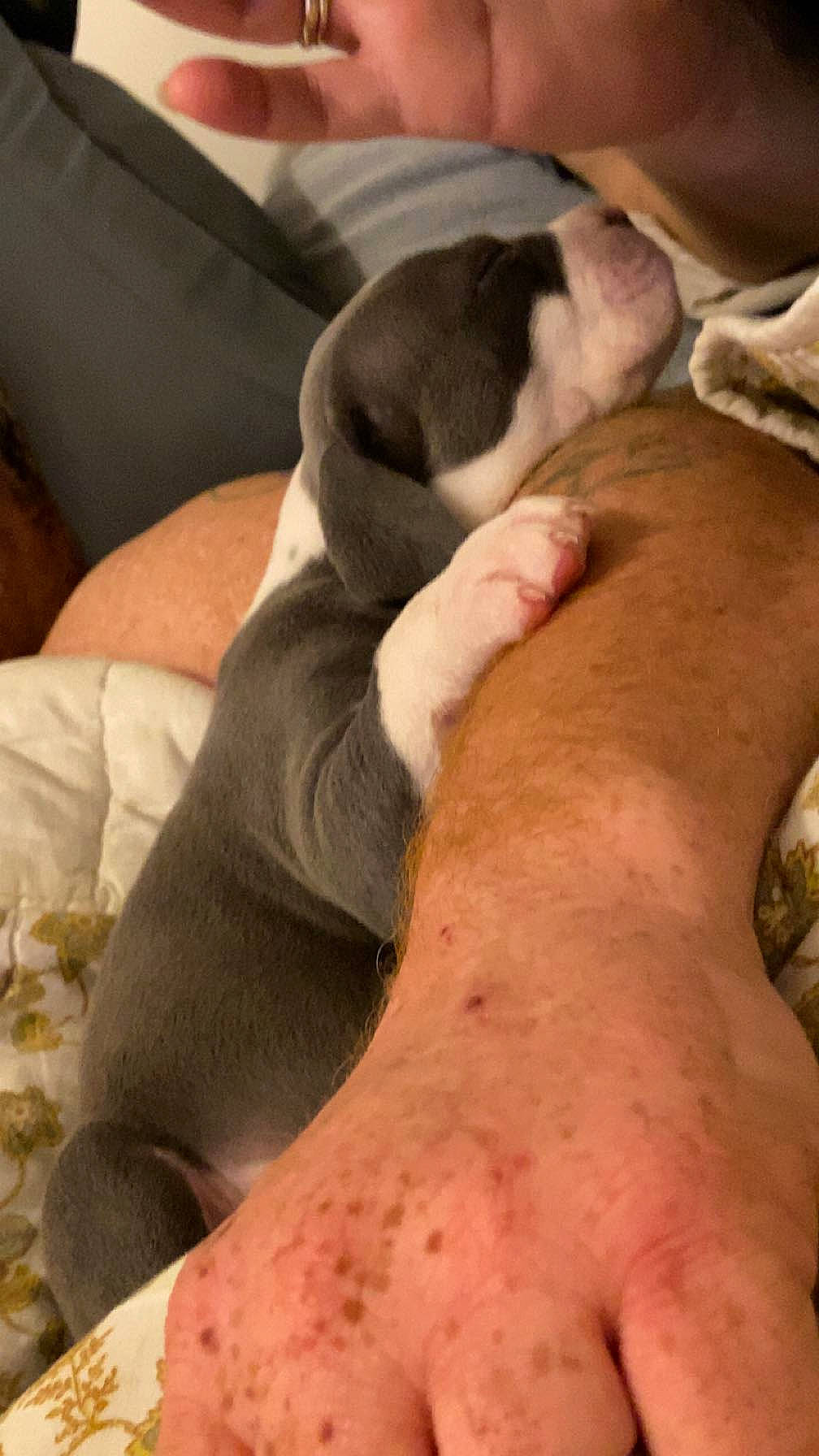 Blueberry joined the competition — help win amazing prizes! abdomen, carnivore, chest, comfort, companion_dog, dog, dog_breed, elbow, fawn, foot, gesture, hand, human_leg, knee, leg, neck, snout, thigh, trunk, wrist