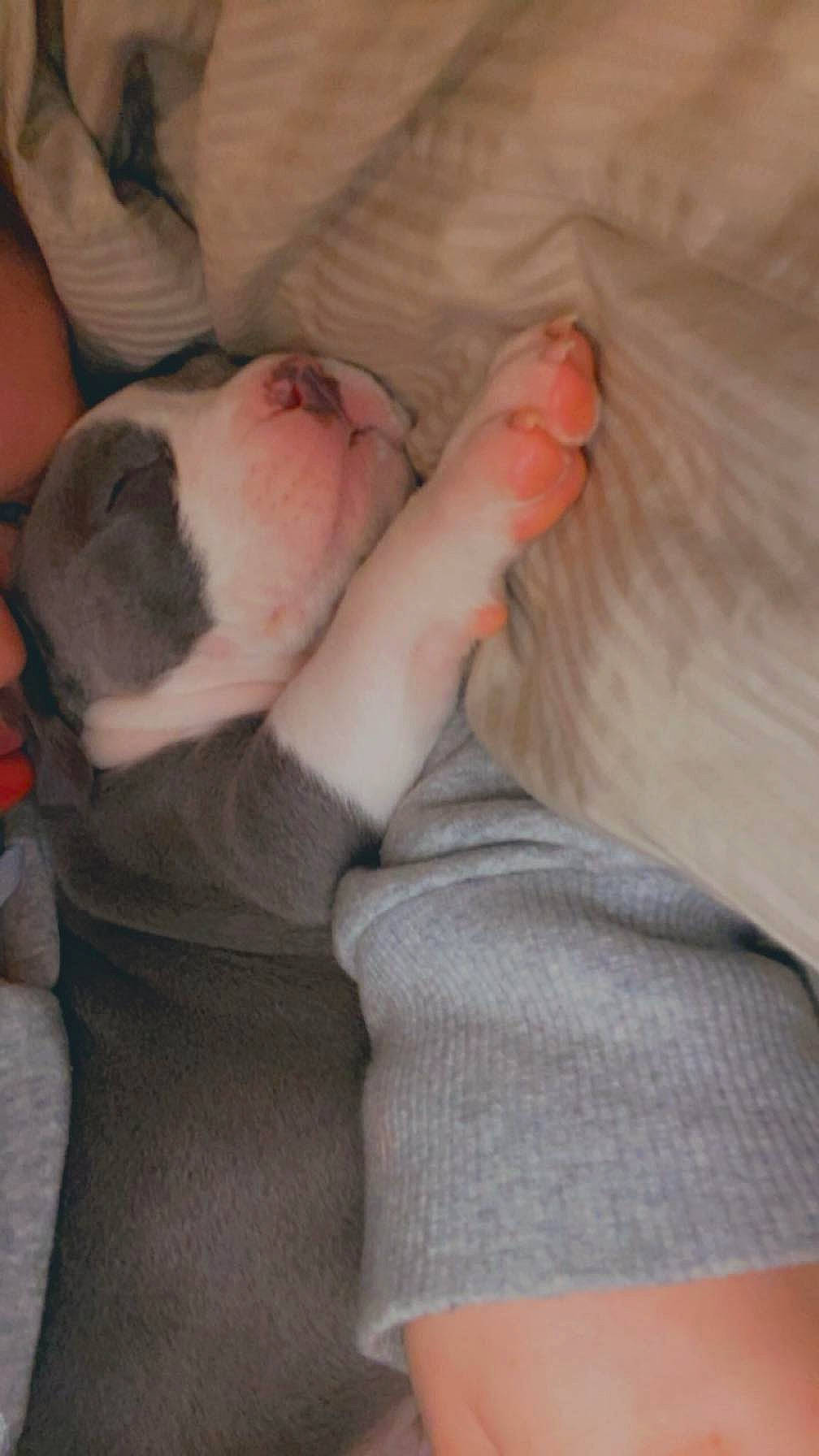 Blueberry is registered to the contest to win money with this photo: bulldog, carnivore, comfort, companion_dog, couch, dog, dog_breed, ear, fawn, fur, gesture, human_leg, linens, nail, paw, snout, sporting_group, whiskers, working_animal, wrinkle