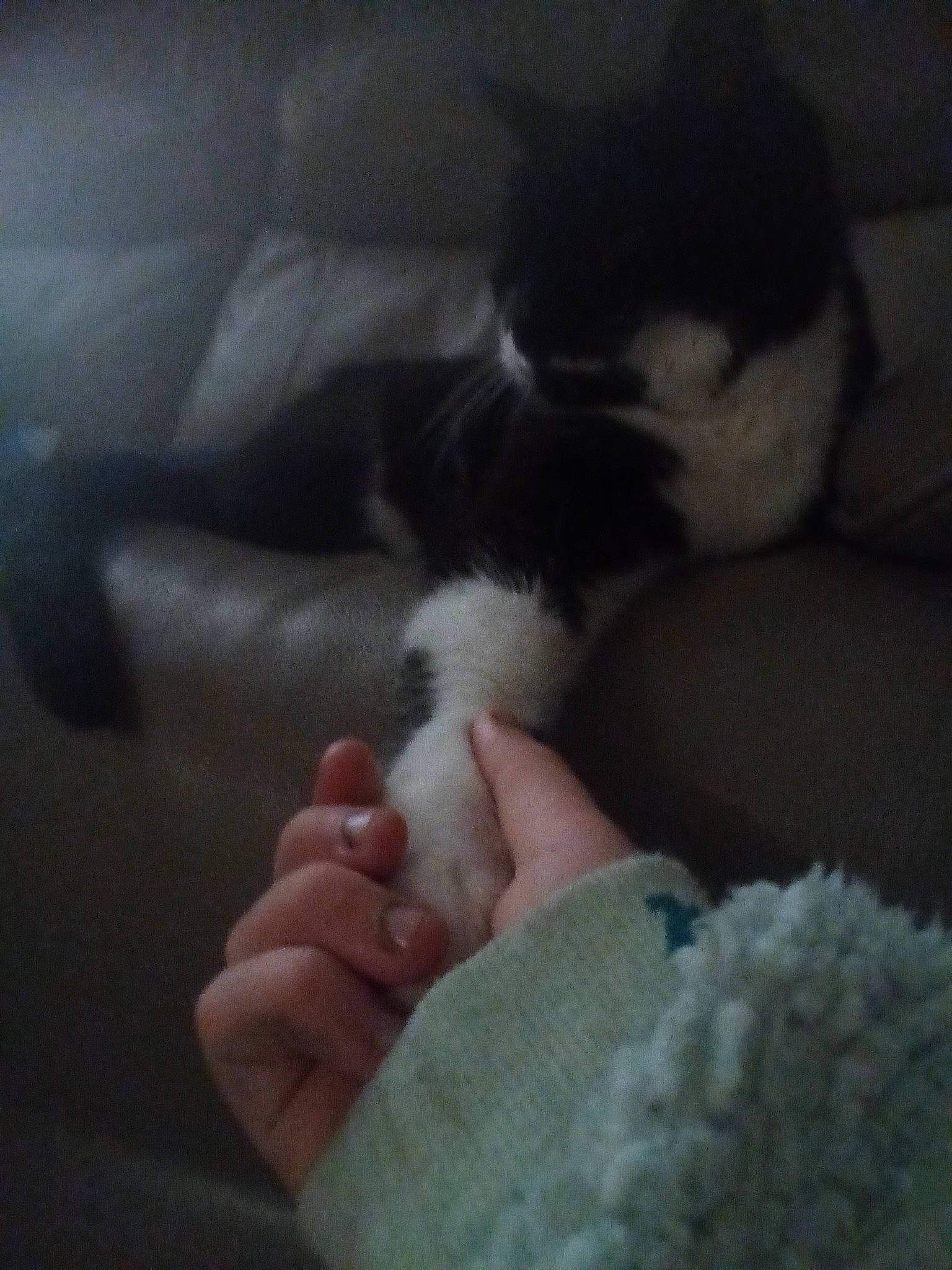 Peter is registered to the contest to win money with this photo: barefoot, carnivore, cat, cloud, comfort, dog_breed, domestic_short_haired_cat, felidae, finger, foot, fur, gesture, human_leg, nail, paw, small_to_medium_sized_cats, tail, thumb, toe, whiskers