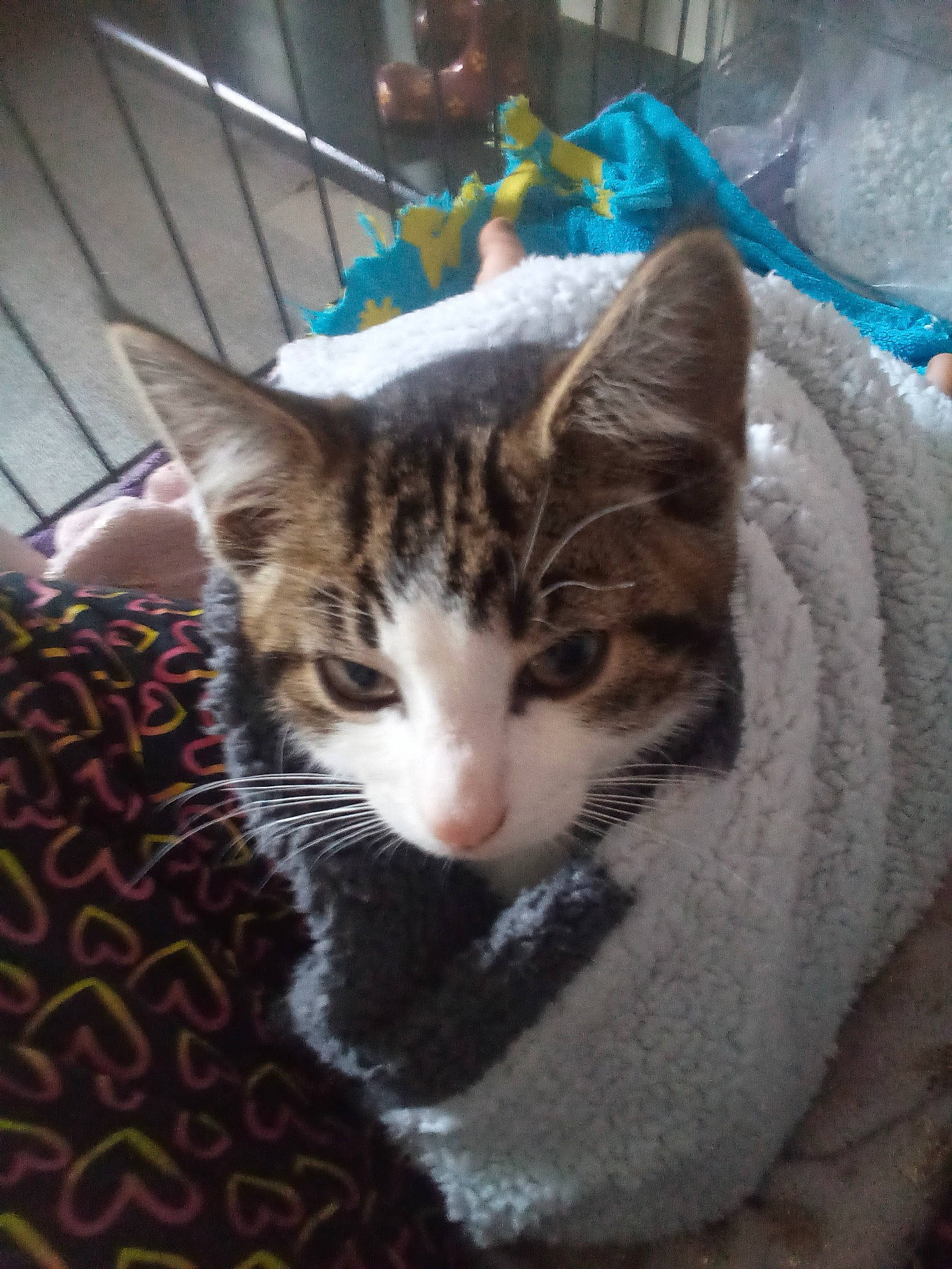 Alfie