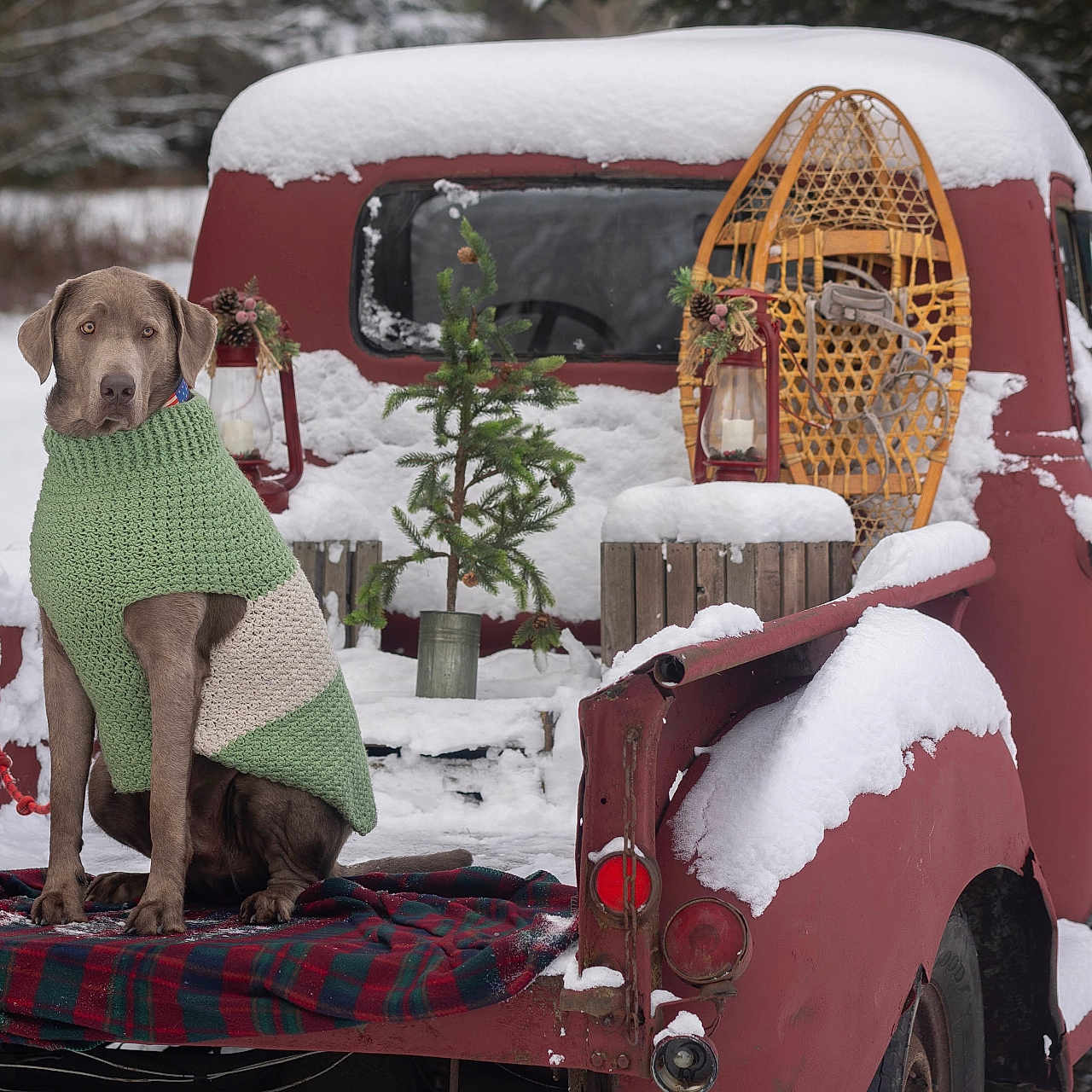 Murphy is registered to the contest to win money with this photo: animal, bulldozer, candle, canine, car, clothing, dog, knitwear, machine, nature, outdoors, pet, pickuptruck, plant, spoke, sweater, tire, transportation, truck, vehicle