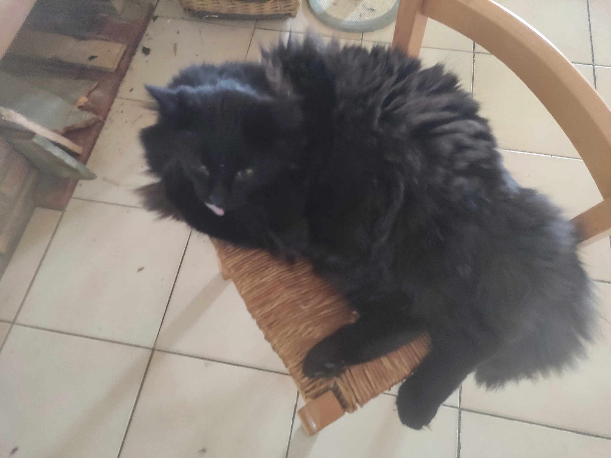 Baloo
