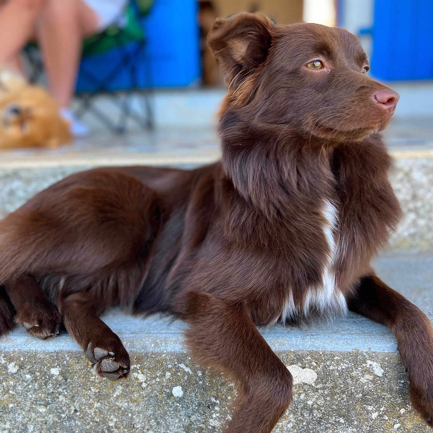 Shelby a rejoint le concours — aidez-le/la à gagner de superbes lots ! accessories, animal, canine, clothing, cockerspaniel, collie, dog, footwear, goldenretriever, hardwood, hound, labradorretriever, leash, person, pet, pointer, puppy, shoe, strap, wood