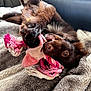 animal, blanket, canine, cat, clothing, cockerspaniel, couch, dog, fur, furniture, homedecor, hound, kitten, papillon, pet, plush, puppy, terrier, towel, toy
