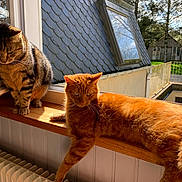 Neo a rejoint le concours — aidez-le/la à gagner de superbes lots ! cat, cats, kitten, tabby_cat, orange_cat, brown_cat, fur, whiskers, ears, eyes, sitting, lying_down, stretching, windowsill, window, sunlight, indoors, outdoors, house, backyard