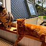 cat, cats, kitten, tabby_cat, orange_cat, brown_cat, fur, whiskers, ears, eyes, sitting, lying_down, stretching, windowsill, window, sunlight, indoors, outdoors, house, backyard