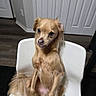 Waffles is registered to the contest to win money with this photo: dog, chair, indoor, brown_dog, pet, canine, sitting, blanket, fur, cute, portrait, looking_at_camera, floor, furniture, domestic, household, animal, companion, small_dog, white_chair