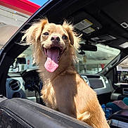 Waffles is registered to the contest to win money with this photo: dog, car, window, tongue_out, sunlight, blue_sky, outdoor, pet, happy, canopy, vehicle_interior, fur, ears, smiling, transportation, daytime, road_trip, animal, open_mouth, close_up