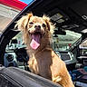 dog, car, window, tongue_out, sunlight, blue_sky, outdoor, pet, happy, canopy, vehicle_interior, fur, ears, smiling, transportation, daytime, road_trip, animal, open_mouth, close_up